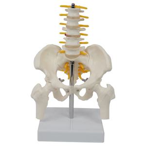 Science médicale meilleure vente bassin grandeur nature avec 5 pièces modèle anatomique d'enseignement des vertèbres lombaires à bon prix - Product Image 1