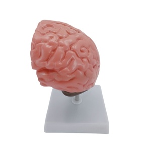 Modelos anatómicos cerebrales patológicos Hemorragia cerebral, tumores y modelo de enfermedad cerebral por accidente cerebrovascular - Product Image 5