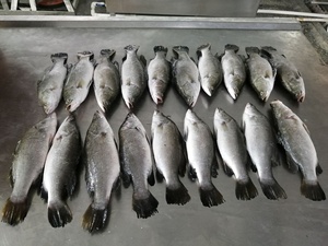 <span class=keywords><strong>Pesce</strong></span> Barramundi/Spigola Intero Fresco IQF per Allevamento Marino - Product Image 4