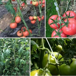 Xuyên biên giới nhà kính phụ kiện thực vật trái cây nhựa J móc cà chua và Cà tím trồng J hình dạng hỗ trợ treo Clip - Product Image 6