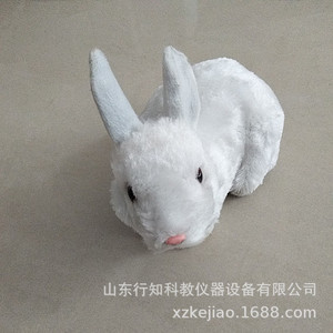 Spécimen de lapin, lapin blanc, spécimen d'oiseau, modèle de lapin, artisanat, aides pédagogiques pour le dessin artistique, instruments d'enseignement - Product Image 2