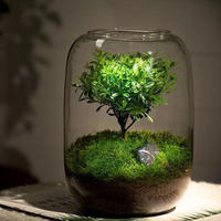 Terrarium en verre transparent DIY 15x21 cm pour plantes succulentes, plantes aériennes, fougères, micro-paysages, vase décoratif pour la maison et le bureau, style Art Déco