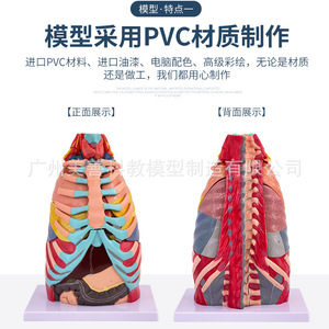 Modèle anatomique thoracique, modèle du tronc, modèle du système respiratoire, modèle du larynx, modèle de l'arbre bronchique, modèle du poumon et des segments pulmonaires - Product Image 3
