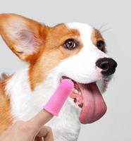 Produits pour animaux de compagnie Design ergonomique Silicone biodégradable nettoyage facile des dents chiots soins dentaires chien brosse à dents brosse à dents salle de bain