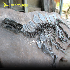 MY Dino SF12 Fossile <span class=keywords><strong>di</strong></span> Dinosauro Antico da Scavare, Fossile <span class=keywords><strong>di</strong></span> Dinosauro da Parete - Product Image 3