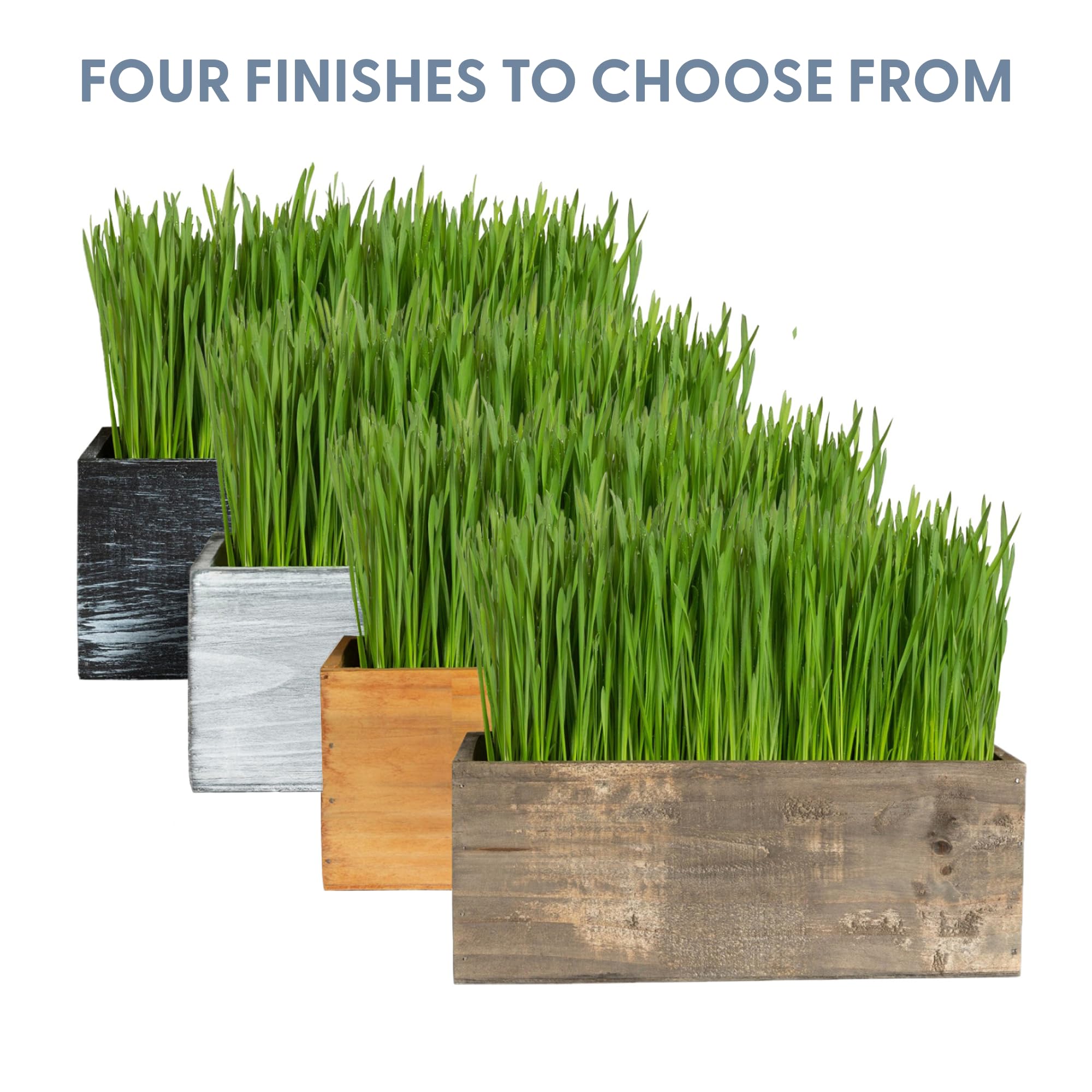 cat grass kit biolin