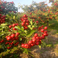 Meidoornvrucht Kruidenextract Poeder Vloeibaar-Vast Extractie Quercetine 80% Flavonoïden Gezondheidsvoeding Kwaliteit Vacuüm Verpakt