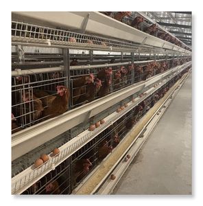 อุปกรณ์ฟาร์มสัตว์ปีกอัตโนมัติ  กรงเลี้ยงไก่ไข่แบบ H  กรงเลี้ยงไก่ไข่แบบแบตเตอรี่สำหรับอุตสาหกรรม  มีจำหน่าย - Product Image 6