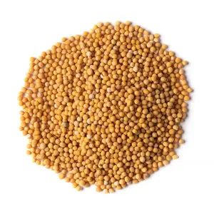 Reasonable Price Top Quality Factory Supply Hotsale Dehydrated Mustard Seeds Yellow Mustard Seed