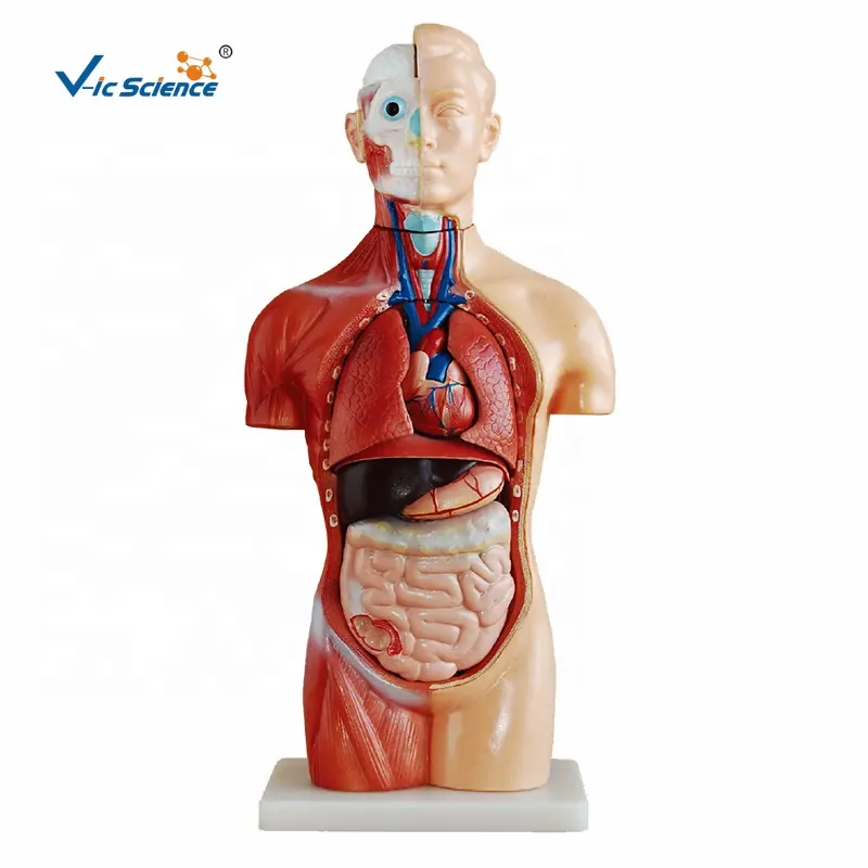 Torso humano de 42CM para ciencia médica, modelo de anatomía para hombre, Torso anatómica, enseñanza