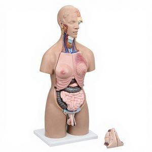 Modelo Anatómico <span class=keywords><strong>de</strong></span> <span class=keywords><strong>Partes</strong></span> <span class=keywords><strong>del</strong></span> <span class=keywords><strong>Cuerpo</strong></span> <span class=keywords><strong>Humano</strong></span>, Espécimen Anatómico <span class=keywords><strong>de</strong></span> Torso <span class=keywords><strong>Humano</strong></span> Bisexual <span class=keywords><strong>de</strong></span> 55 cm con 20 <span class=keywords><strong>Partes</strong></span> - Product Image 2
