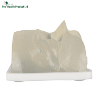 Maniquí de entrenamiento de inyección facial superior transparente con vasos sanguíneos simulados