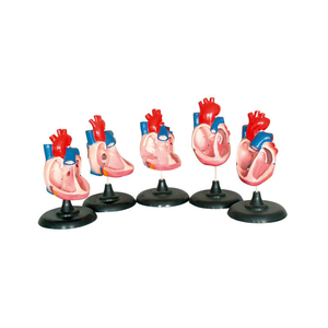 Dị tật tim bẩm sinh zm5030 mở rộng - Product Image 6