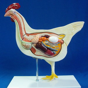 Modèle anatomique de <span class=keywords><strong>poulet</strong></span> Cock Chook Modèles d'<span class=keywords><strong>anatomie</strong></span> détaillés d'animaux pour la science médicale - Product Image 2