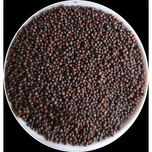 Graines de moutarde Rai de haute qualité, fraîches, entières, aromatiques, au goût intense, pour la transformation alimentaire, fournisseur en gros - Product Image 3