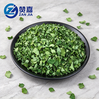 Ekstrak Herbal Daun Moringa Oleifera Kering Kelas Ekspor & Bahan Baku Teh Daun Minyak Moringa