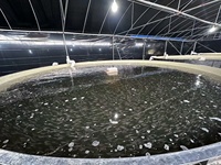 Anpassbarer Modularer Fischteich Runde Wabenform Schnelle Montage Umweltfreundliches Polypropylen für Fischzucht Fischtanks