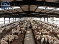 Structure en acier préfabriquée pour élevage de chèvres, fournisseur chinois, conception de hangar pour élevage de moutons