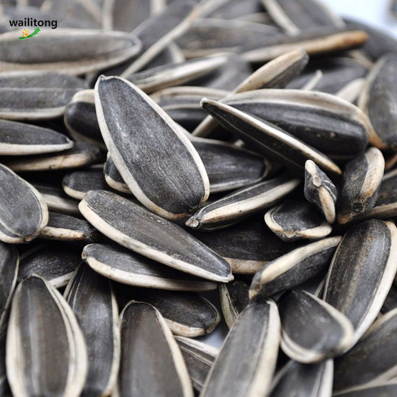 Fast Delivery Best Quality Bird Food White Bulk Sunflower Seeds 361
