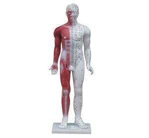 Modèle de musculation d'acupuncture de luxe de 178 cm avec canaux primaires et points d'acupuncture pour l'enseignement et l'apprentissage de <span class=keywords><strong>la</strong></span> <span class=keywords><strong>médecine</strong></span> chinoise et du massage - Product Image 4
