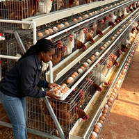 Cage à batterie de type A galvanisée à chaud pour 1000 poules pondeuses, durée de vie de 15 ans, adaptée aux fermes avicoles africaines