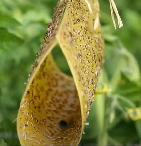 Piège à insectes collant jetable écologique double jaune solide, attrape-mouches blancs, lutte antiparasitaire en extérieur, planches collantes <span class=keywords><strong>pour</strong></span> insectes - Product Image 5