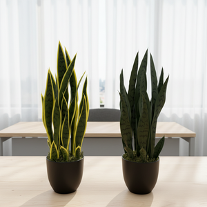 ต้นซานเซเวียเรียในกระถาง ขายดี เป็นมิตรกับสิ่งแวดล้อม ทนทานต่อรังสียูวี ช่วยฟอกอากาศ ต้นบอนไซทำมือ สำหรับตกแต่งบ้าน สำนักงาน และภายในอาคาร - Product Image 4