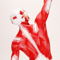 ADA-A1099 Modelo de Anatomía Muscular Humana de 50 cm, Visualización Clara y Realista para Enseñanza Médica y Entrenamiento en el Aula