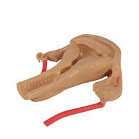 Simulateur de formation sur dispositif intra-utérin (DIU) féminin, modèle anatomique médical scientifique en PVC couleur chair, pour l'enseignement