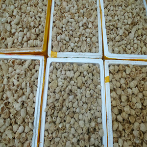 Shu sun ke-venta al por mayor <span class=keywords><strong>de</strong></span> alimentos secos, dictyophora indusiata, conchas <span class=keywords><strong>de</strong></span> <span class=keywords><strong>hongos</strong></span> <span class=keywords><strong>de</strong></span> bambú, sombrero <span class=keywords><strong>para</strong></span> <span class=keywords><strong>la</strong></span> venta - Product Image 3