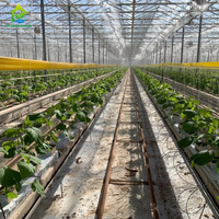 Kit Complet Professionnel de Serre Tunnel en Plastique pour Cultures de Tomates avec Système d'Irrigation