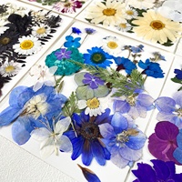 ZS038 Vente en Gros Plantes Naturelles Déshydratées DIY 25 Pièces Fleurs Séchées Pressées pour Résine Cadeaux de Festival Décoration