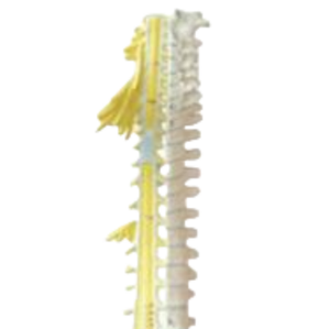 แบบจำลองทางวิทยาศาสตร์การแพทย์ ADA - แบบจำลองกระดูกสันหลังและเส้นประสาท พร้อมระบบควบคุมม่านตาด้วยไฟฟ้า (ควบคุมแสง) รุ่น A2128/A2132 เซี่ยงไฮ้ - Product Image 3