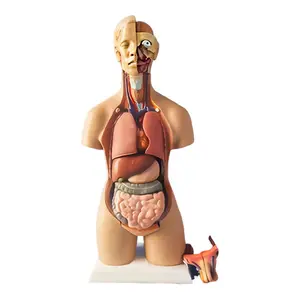 Model anatomi manusia 55CM dengan organ yang dapat dilepas untuk pendidikan medis