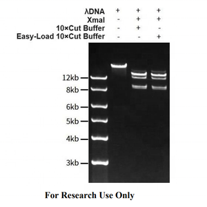 Tinzyme xmai Chất lượng cao hạn chế endonuclease cho nhanh chóng enzyme tiêu hóa của plasmid DNA, pcr sản phẩm, hoặc genomic DNA - Product Image 4