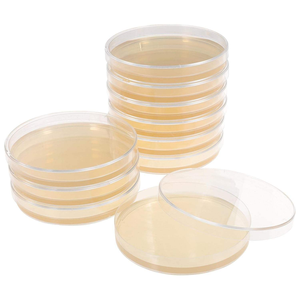 Placa Petri de 90x15mm estéril de plástico de laboratorio con agar de dextrosa de patata Placa de Petri de 9cm - Product Image 5