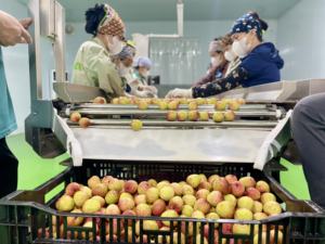 ลิ้นจี่แช่แข็งจำนวนมากผลไม้สดที่เหมาะสำหรับอาหารและเครื่องดื่ม - Product Image 3