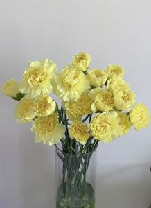 批发热卖康乃馨黄色教师节母亲情节切花办公室花 - Product Image 4