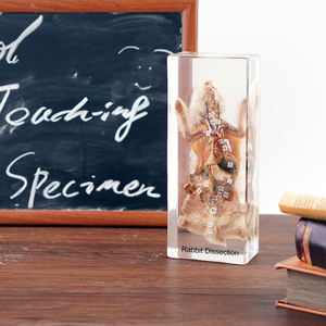 本物の動物樹脂標本剥製ウサギ解剖高校のための教育玩具 - Product Image 4