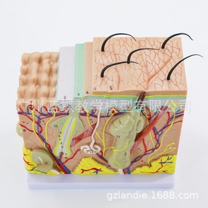 Un modèle anatomique 50x agrandi de la structure de la peau humaine et des couches tissulaires ; un outil de démonstration et d'enseignement pour la pratique minimale invasive. - Product Image 1
