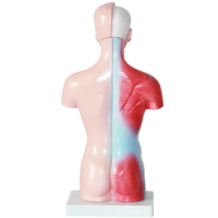 Modelo de anatomía corporal anatómica humana de 85cm de ciencia médica a la venta