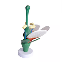 TIANLIAN grand modèle d'anatomie de fleur de pêcher 33cm de diamètre modèle de fleur de plante éducative d'ovaire détachable