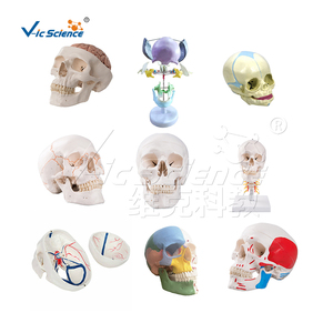 Modèle de crâne <span class=keywords><strong>musculaire</strong></span> <span class=keywords><strong>humain</strong></span> en 3 parties, <span class=keywords><strong>squelette</strong></span> de fœtus pour la formation médicale dans les écoles et les hôpitaux - Product Image 6