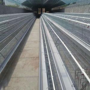 Equipo automático para granja avícola, gallinas ponedoras, jaula <span class=keywords><strong>de</strong></span> batería para pollos a la venta - Product Image 6