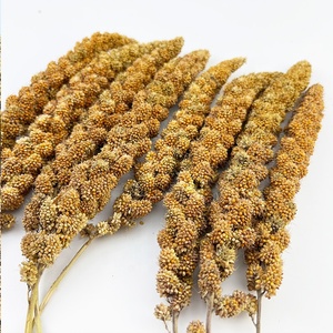Vente en gros de <span class=keywords><strong>millet</strong></span> rouge de qualité supérieure à prix avantageux pour l'alimentation des <span class=keywords><strong>oiseaux</strong></span>, 6-9 pouces - Product Image 1