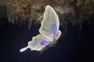 Ouvrez et fermez <span class=keywords><strong>le</strong></span> papillon <span class=keywords><strong>Le</strong></span> papillon avec des lumières déplacera les ailes décoratives - Product Image 6