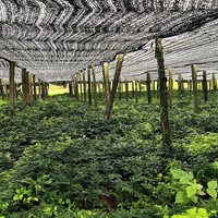 Filet d'ombrage en HDPE Raschel, clôture, pare-vent, protection contre la poussière, maille pour l'agriculture
