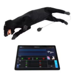 หุ่นจำลองฝึกช่วยชีวิตสัตว์เลี้ยงด้วยไฟฟ้ากระแสตรงสำหรับการฝึกปฐมพยาบาลทางวิทยาศาสตร์การแพทย์ - Product Image 3