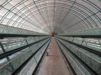 Serres à tunnel professionnelles en Chine avec squelette de tuyau rond pour l'agriculture/pêche/volaille/cochon/vache/mouton/élevage de poulet