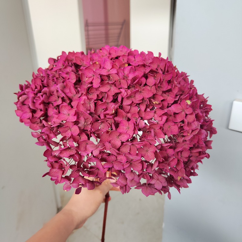 Rosy